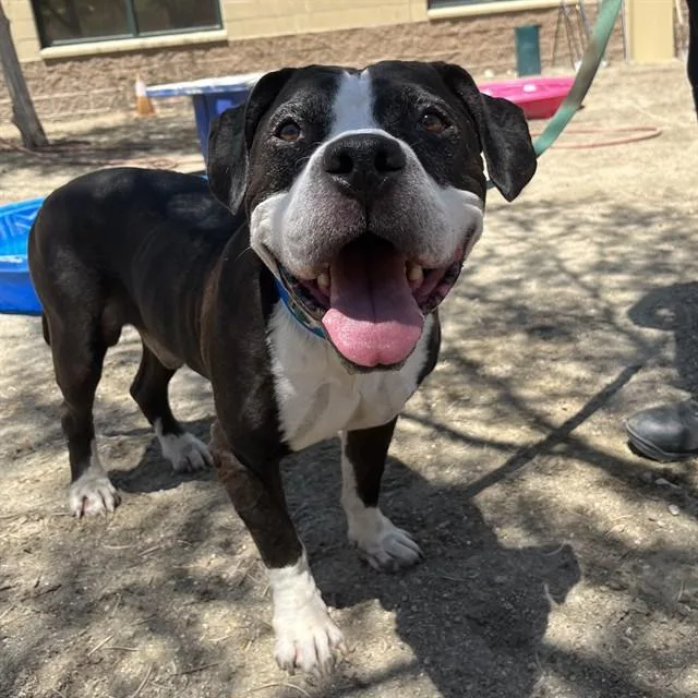 An adult large-sized male Pit Bull Terrier dog named Bo for adoption in Thousand Palms, CA