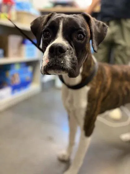 An adult large-sized female Boxer dog named Delilah for adoption in Fresno, CA