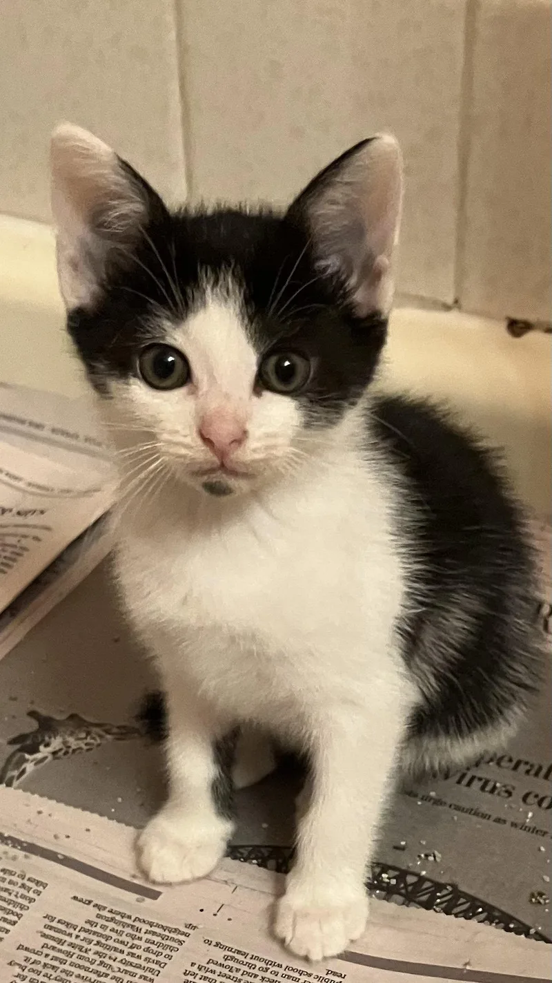 A baby medium-sized female White Domestic Short Hair cat named Reba for adoption in Herndon, VA