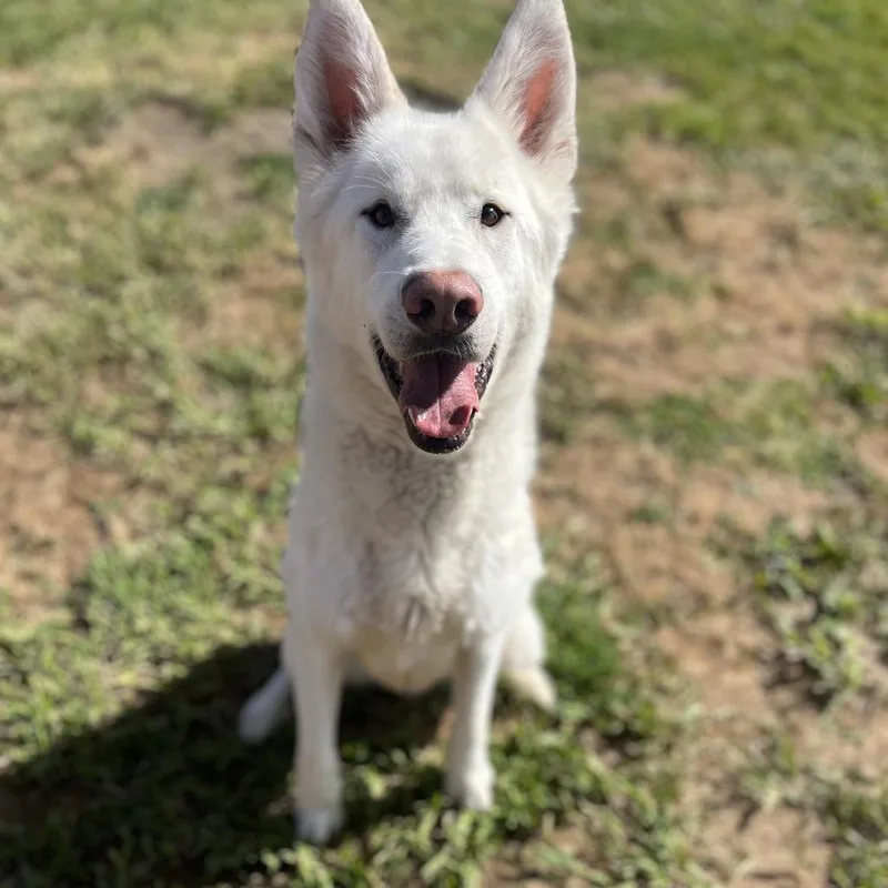 An adult medium-sized male White / Cream Husky dog named Gibbs for adoption in Spokane, WA