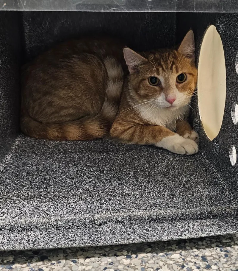 A young small-sized male Domestic Short Hair cat named Corn Flake for adoption in Athens, TN