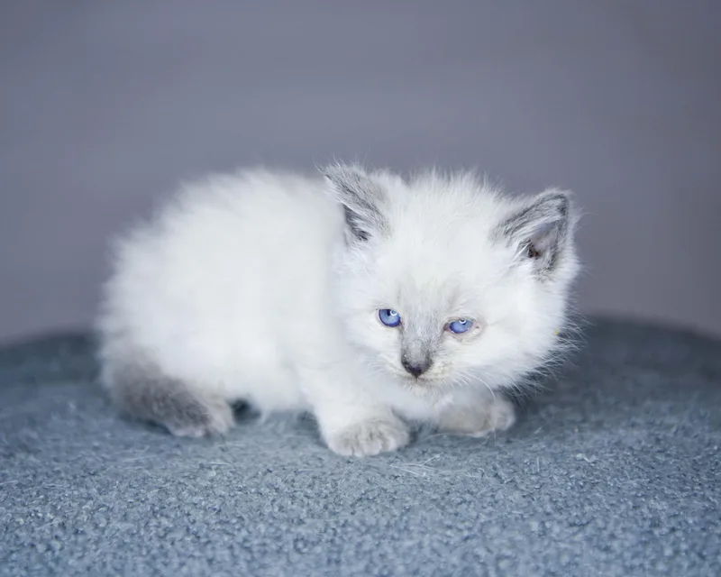 A baby small-sized female Siamese cat named Halo for adoption in Bethel Park, PA