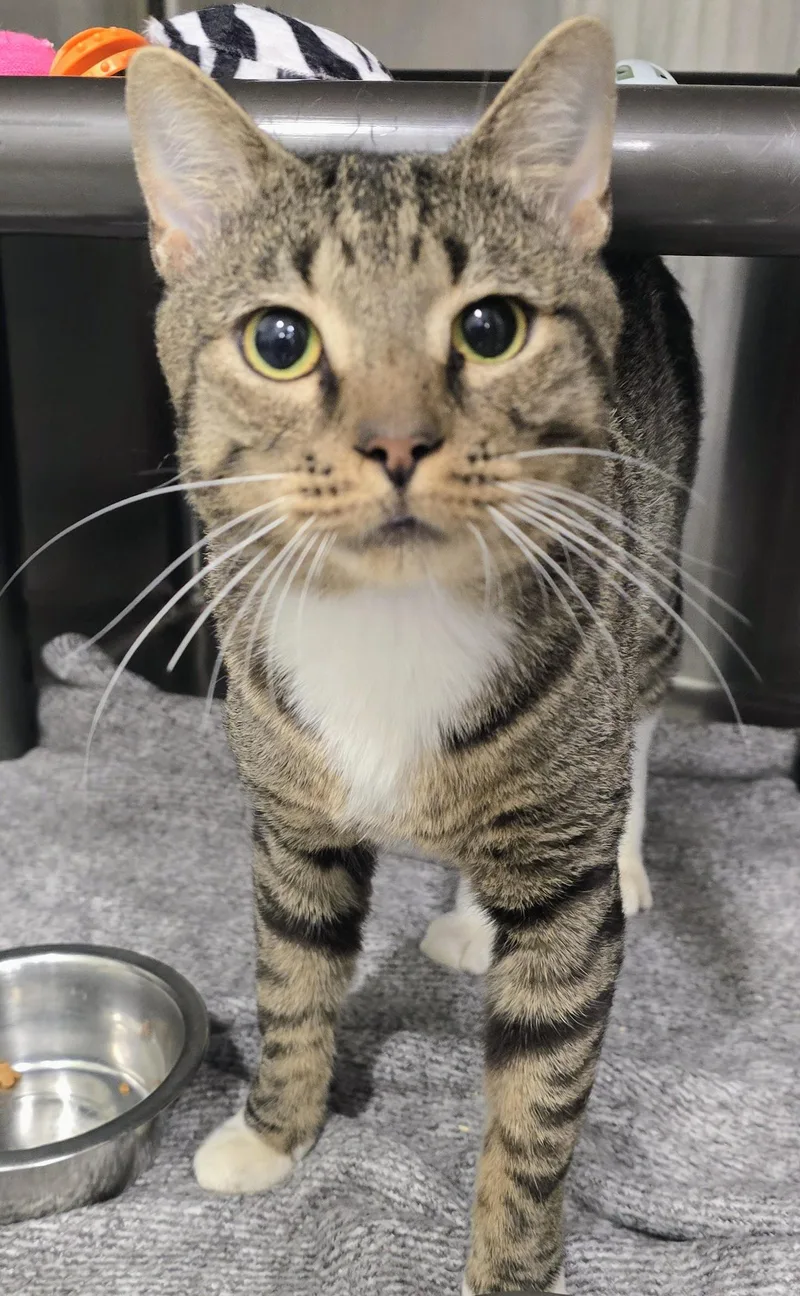 An adult large-sized male Tabby (Brown / Chocolate) Domestic Short Hair cat named Zeze for adoption in Amityville, NY
