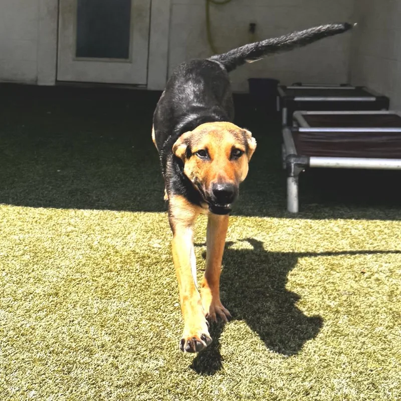 An adult medium-sized female German Shepherd Dog dog named Cassidy for adoption in LOXAHATCHEE, FL