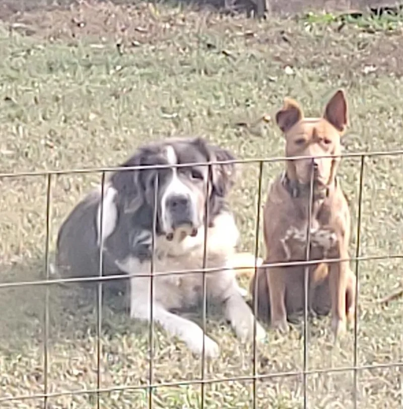 An adult extra large-sized male Tricolor (Brown, Black, & White) Great Pyrenees dog named George And Piper for adoption in Amherst, MA
