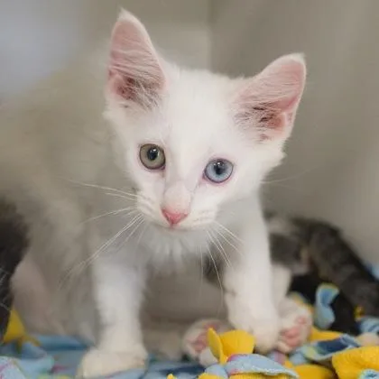 A baby small-sized male Domestic Long Hair cat named Tank for adoption in Verona, WI