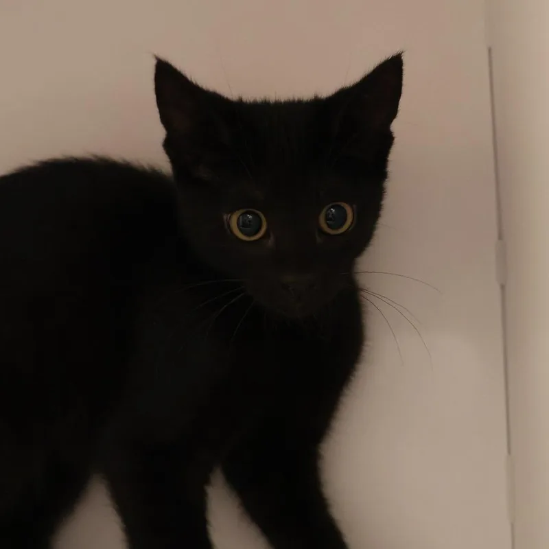 A baby small-sized female Black Domestic Short Hair cat named Jessie for adoption in Briarcliff Manor, NY