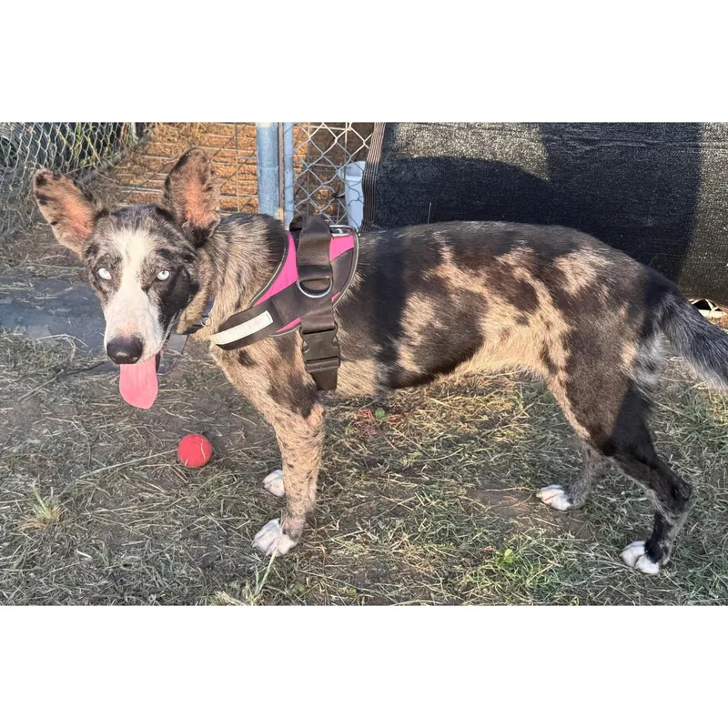 A young medium-sized female Gray / Blue / Silver Australian Shepherd dog named Taylor for adoption in Boulder, CO