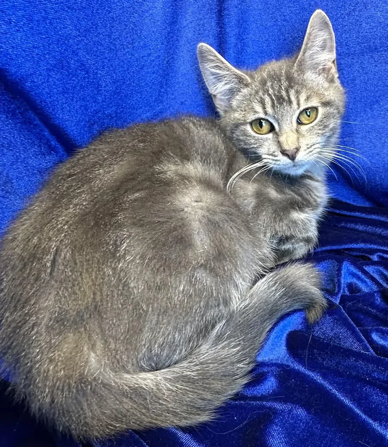 A baby small-sized female Domestic Short Hair cat named Tibbs for adoption in San Diego, CA