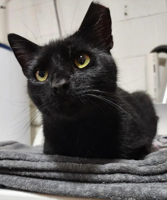 A young medium-sized male Black Domestic Short Hair cat named Samuel L. Jackson for adoption in Johnson City, TN