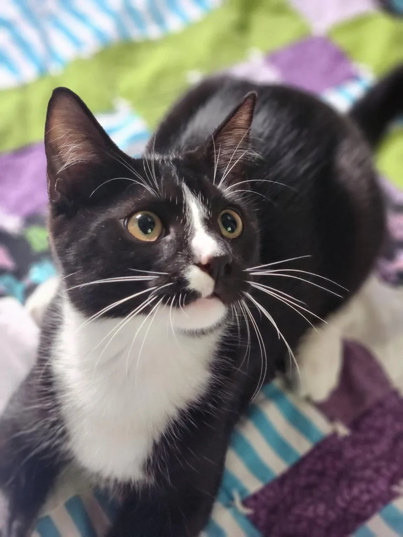 A young medium-sized male Black & White / Tuxedo Domestic Short Hair cat named Little man for adoption in Pittsboro, NC