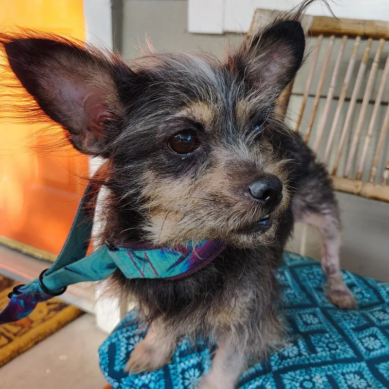 An adult small-sized female Black Yorkshire Terrier dog named Carly for adoption in Pleasanton, CA