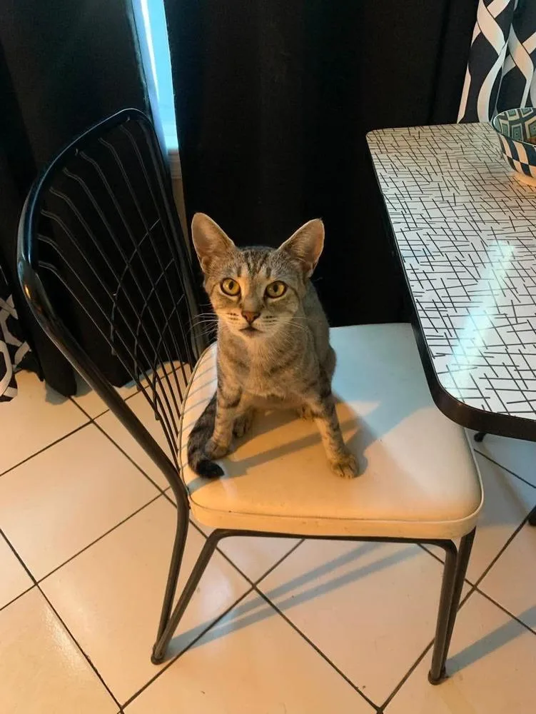 An adult medium-sized female Domestic Short Hair cat named Seraphina for adoption in Milton, DE