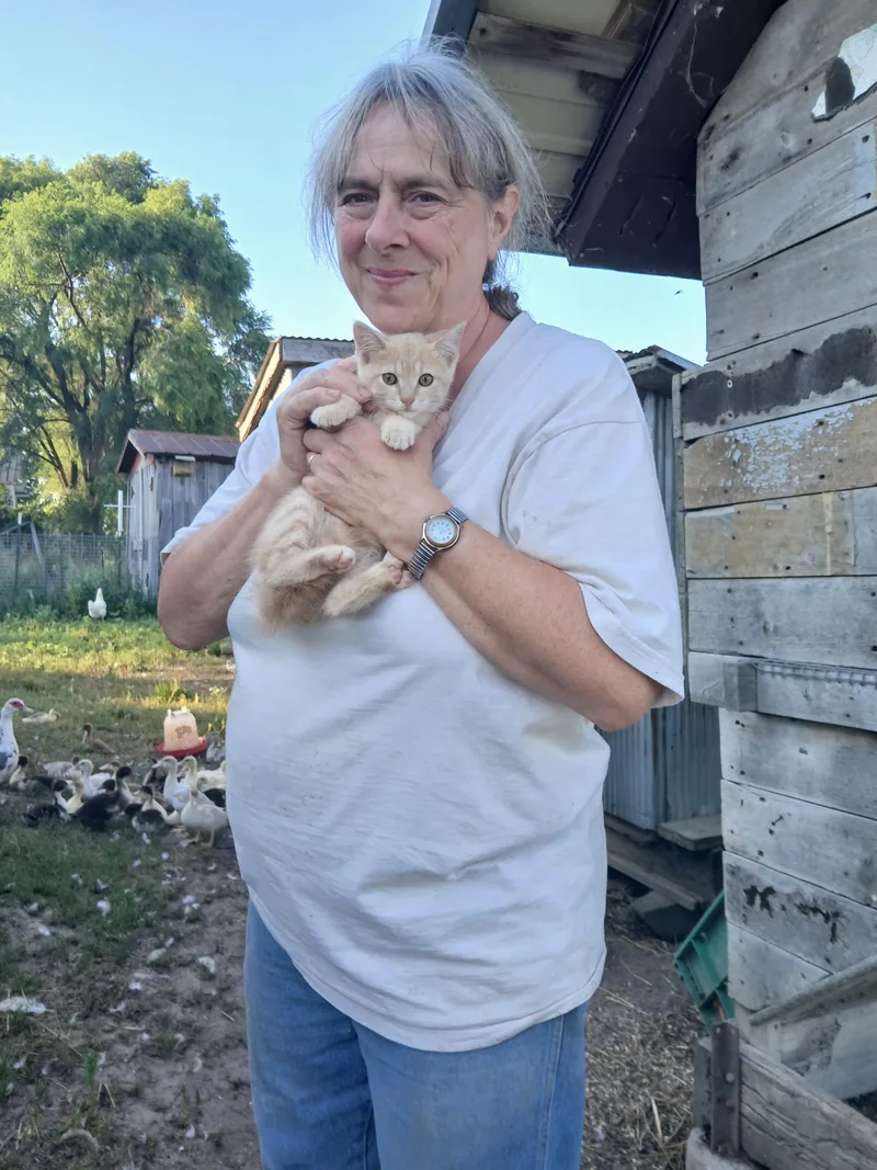 A baby medium-sized male Buff / Tan / Fawn Tabby cat named Carsonville Buffy for adoption in Eaton Rapids, MI