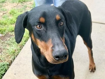 An adult large-sized male Bicolor Doberman Pinscher dog named Niri for adoption in Georgetown, TX