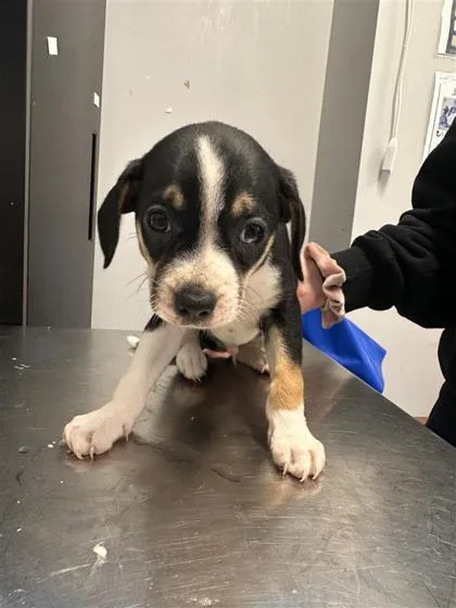 An adult small-sized male Mixed Breed dog named Zuko for adoption in West Chester, PA