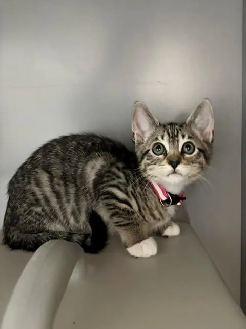 A baby medium-sized female Domestic Short Hair cat named Dipsy for adoption in Leesburg, VA