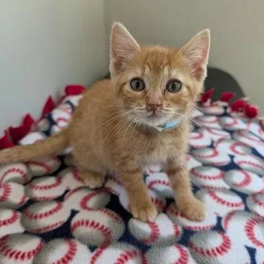 A baby small-sized female Tabby (Orange / Red) Domestic Short Hair cat named Helen for adoption in Rochester, MN