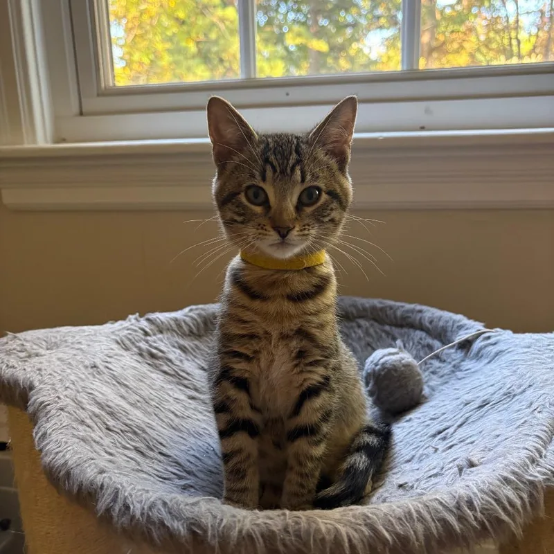 A baby small-sized female Brown / Chocolate Domestic Short Hair cat named Polly for adoption in Harrisonburg, VA