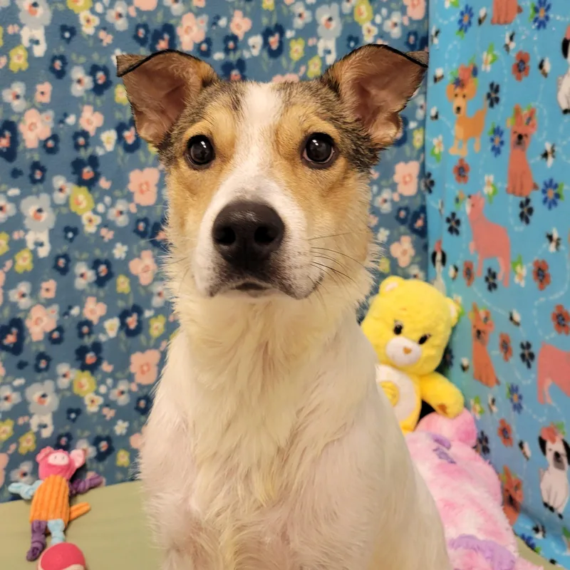 An adult medium-sized female Brown / Chocolate Mixed Breed dog named Vina for adoption in ALPINE, TX
