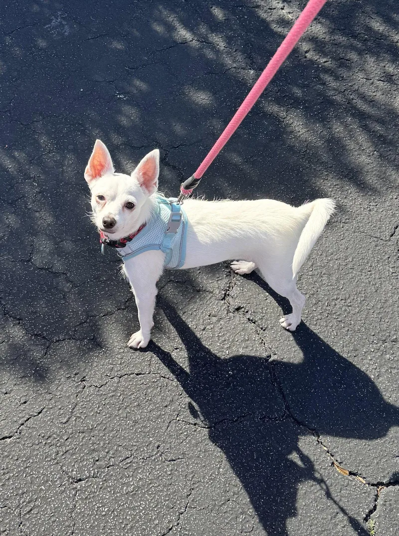 A young medium-sized female Terrier dog named Honeybee for adoption in Tampa, FL