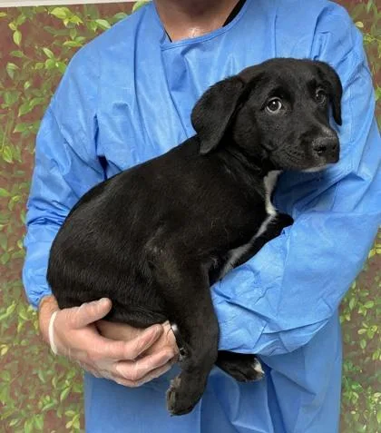 A young small-sized male Shepherd dog named Possibility for adoption in San Antonio, TX