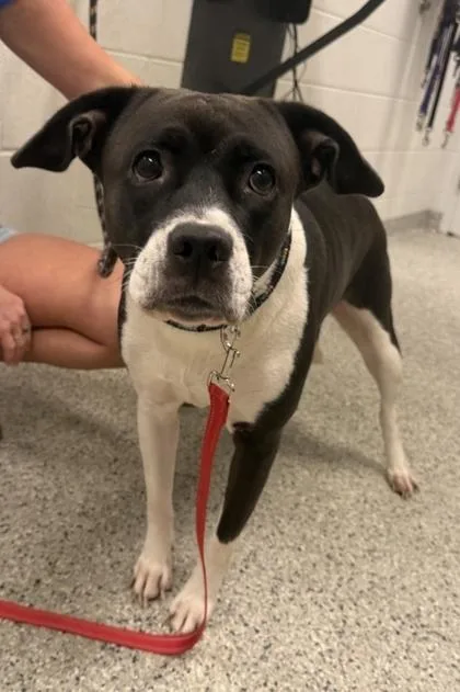 An adult large-sized female Black Mixed Breed dog named Dulce for adoption in Kansas City, MO
