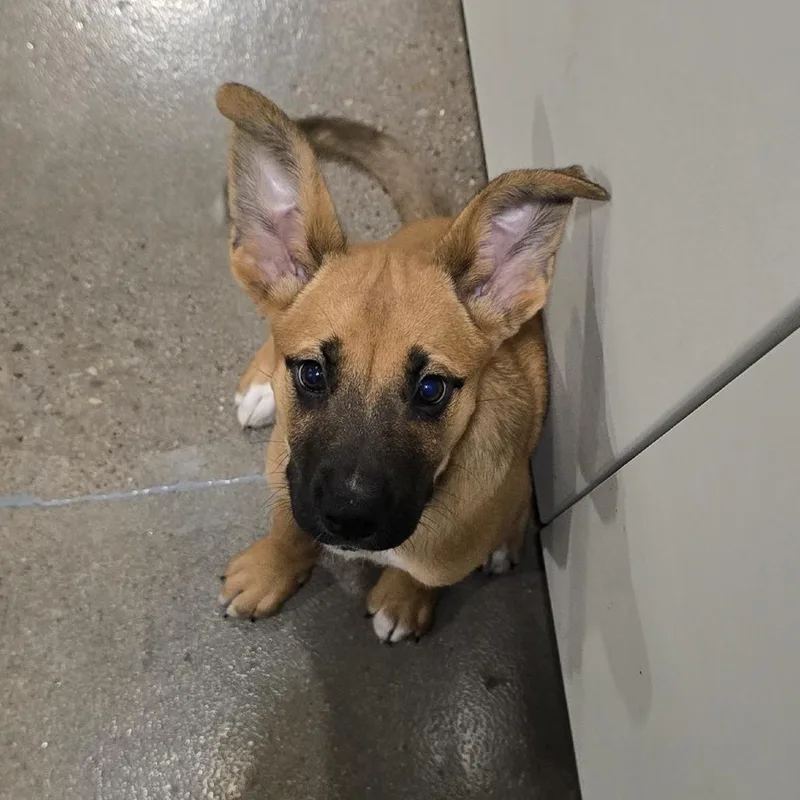 A baby small-sized female Red / Chestnut / Orange Mixed Breed dog named Maya for adoption in Washburn, MO