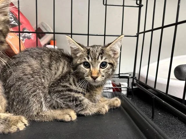 A baby small-sized female Domestic Short Hair cat named Eleanor Roosevelt for adoption in Antioch, CA