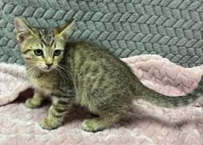 A baby small-sized male Domestic Short Hair cat named Buzz for adoption in Lampasas, TX