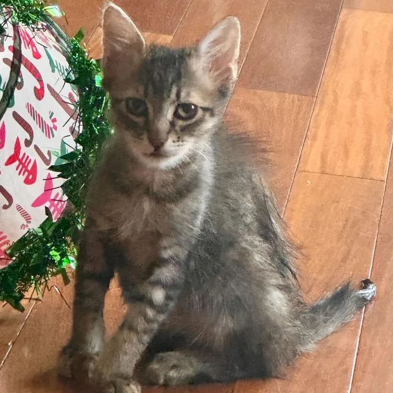A baby small-sized male Brown / Chocolate Domestic Short Hair cat named Cheese for adoption in Escondido, CA