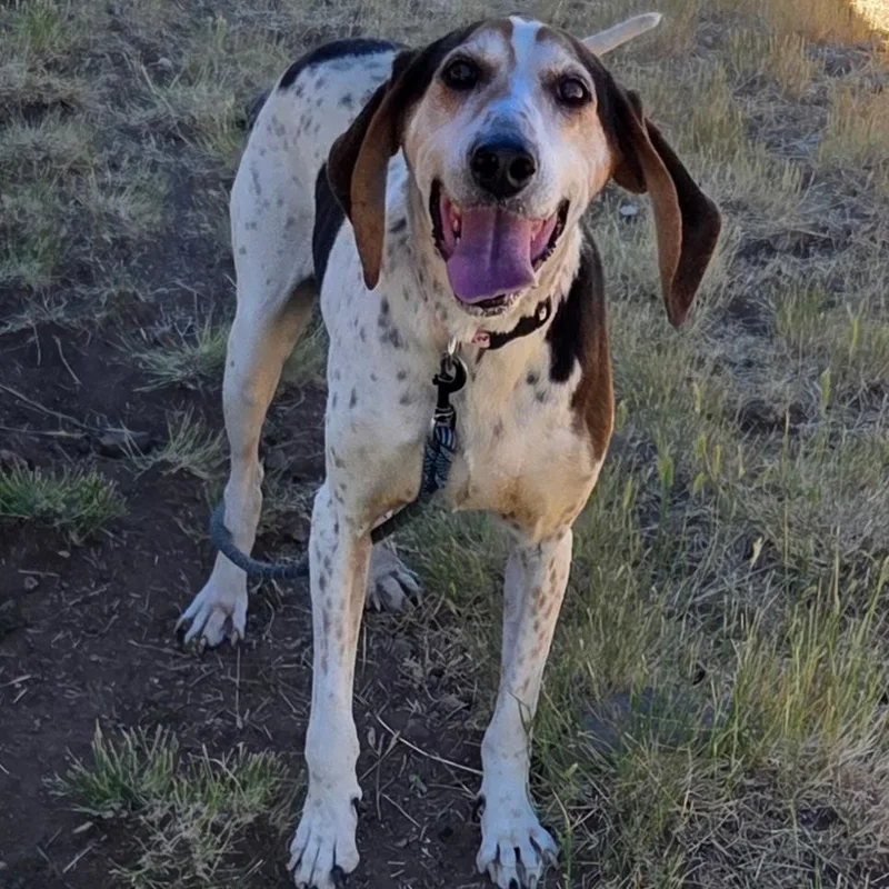A senior large-sized female White / Cream Hound dog named Tallulah for adoption in Park City, UT