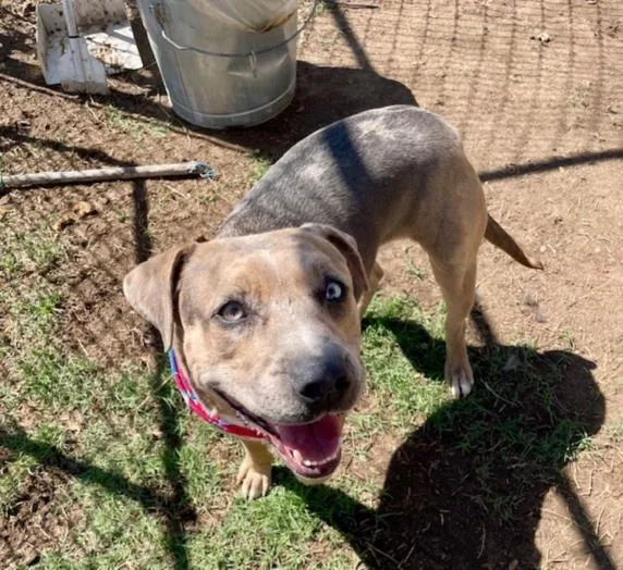 A young medium-sized female Pit Bull Terrier dog named Violet for adoption in Tulsa, OK