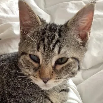 A baby medium-sized female Domestic Short Hair cat named Mandy for adoption in New York, NY