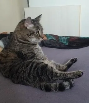 An adult medium-sized female Tabby (Brown / Chocolate) Domestic Short Hair cat named Tiny for adoption in Sherman Oaks, CA