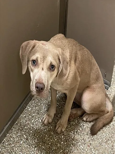A young large-sized female Weimaraner dog named Alena for adoption in Clyde, NC