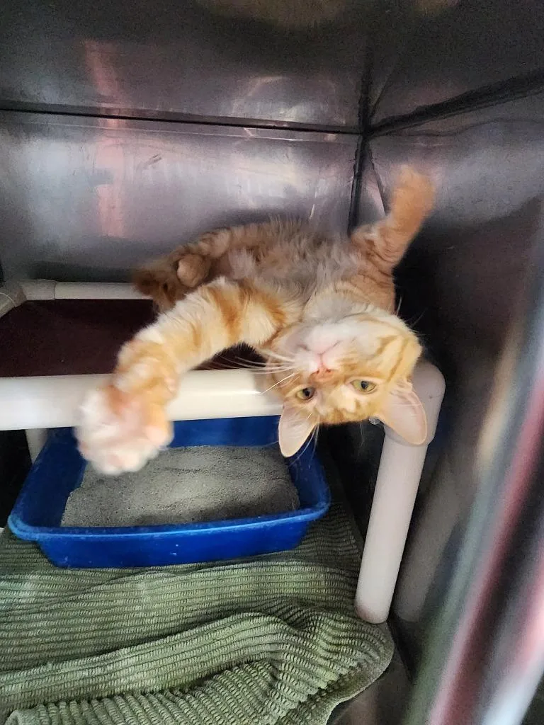 A young medium-sized male Domestic Short Hair cat named Shippo for adoption in Virginia, MN