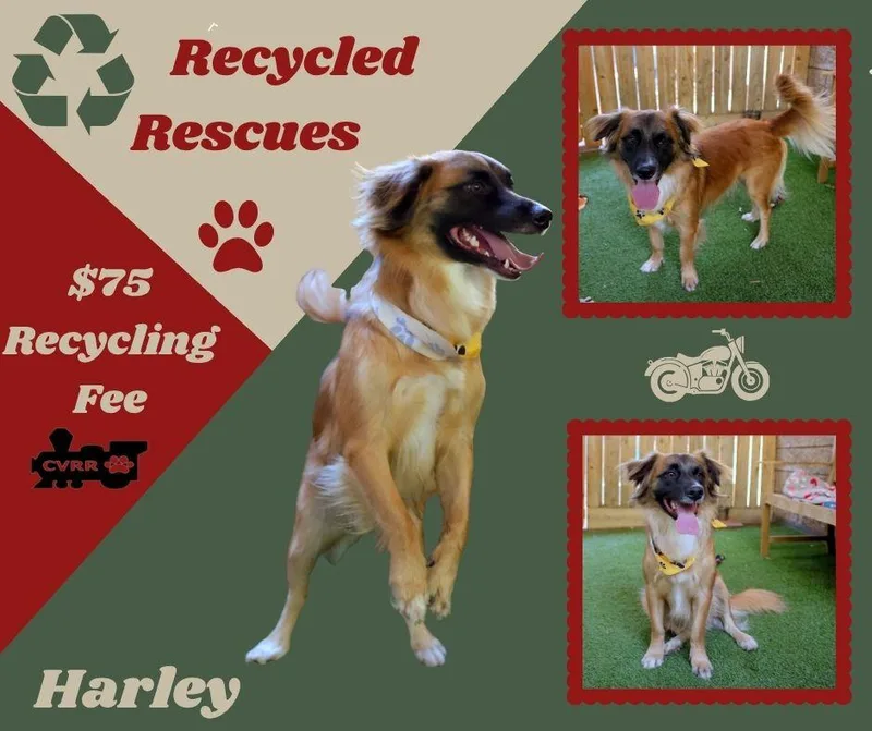 Harley