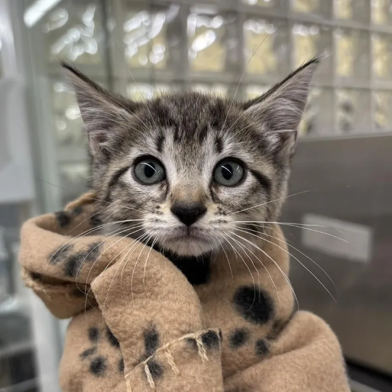 A baby small-sized female Brown / Chocolate Domestic Short Hair cat named Vidia for adoption in West Palm Beach, FL