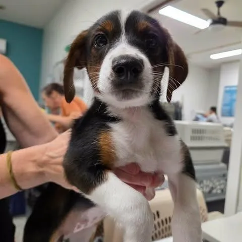 A baby small-sized female Black Hound dog named Gemma for adoption in Fredericksburg, VA