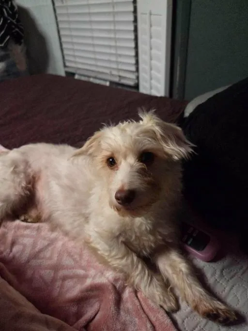 A young small-sized male Maltese dog named Dash in TX for adoption in Cranston, RI