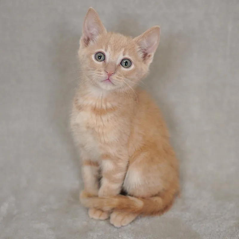 A baby small-sized male Buff / Tan / Fawn Domestic Short Hair cat named Splinter for adoption in Sunnyvale, CA