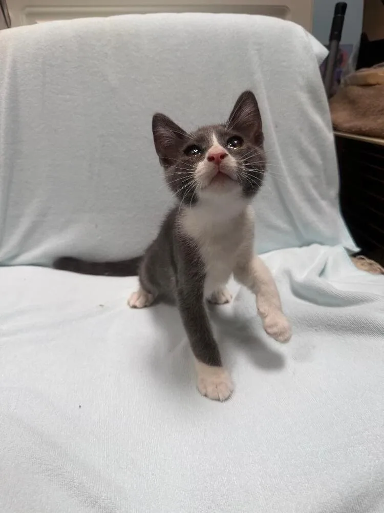 A baby medium-sized male Domestic Short Hair cat named King for adoption in Oceanside, CA