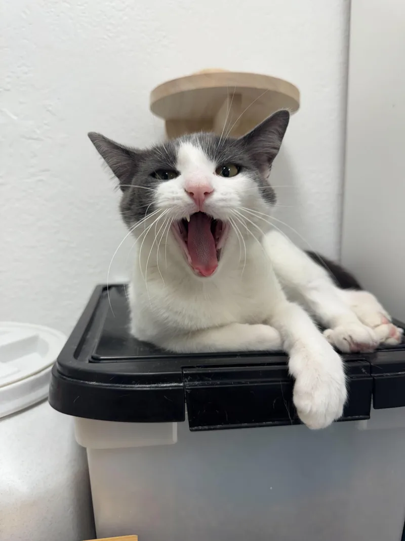 Juliette thumbnail 2