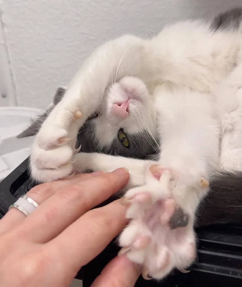 Juliette thumbnail 3