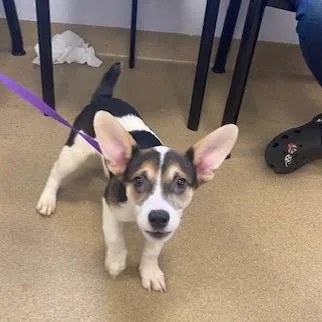 A baby small-sized male Black Cardigan Welsh Corgi dog named Knox for adoption in West Palm Beach, FL