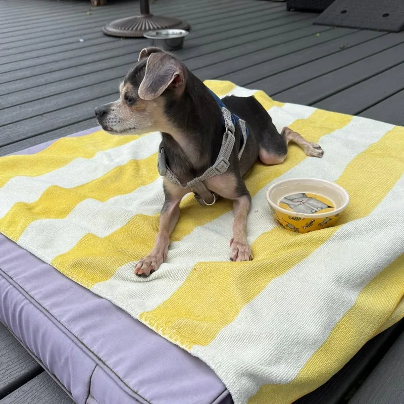 An adult small-sized female Gray / Blue / Silver Chihuahua dog named Margo for adoption in Phoenixville, PA