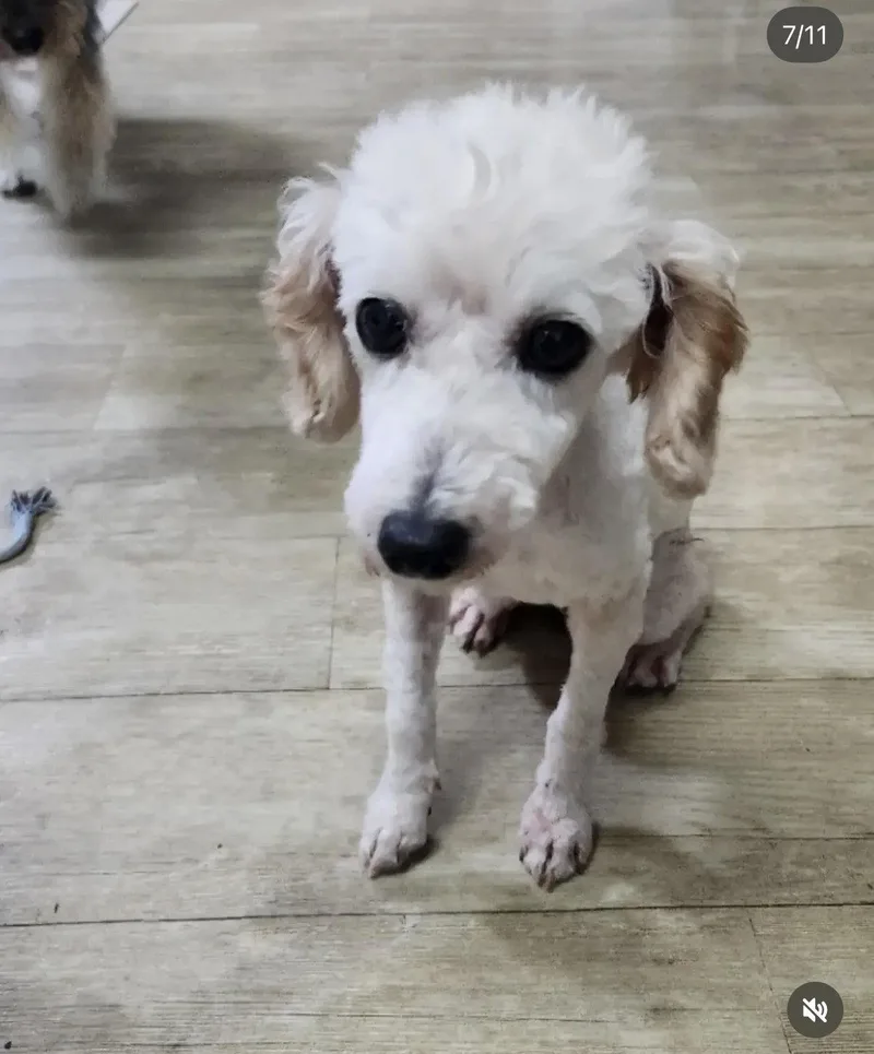 A young small-sized male Cockapoo dog named DdangKong for adoption in Agoura Hills, CA