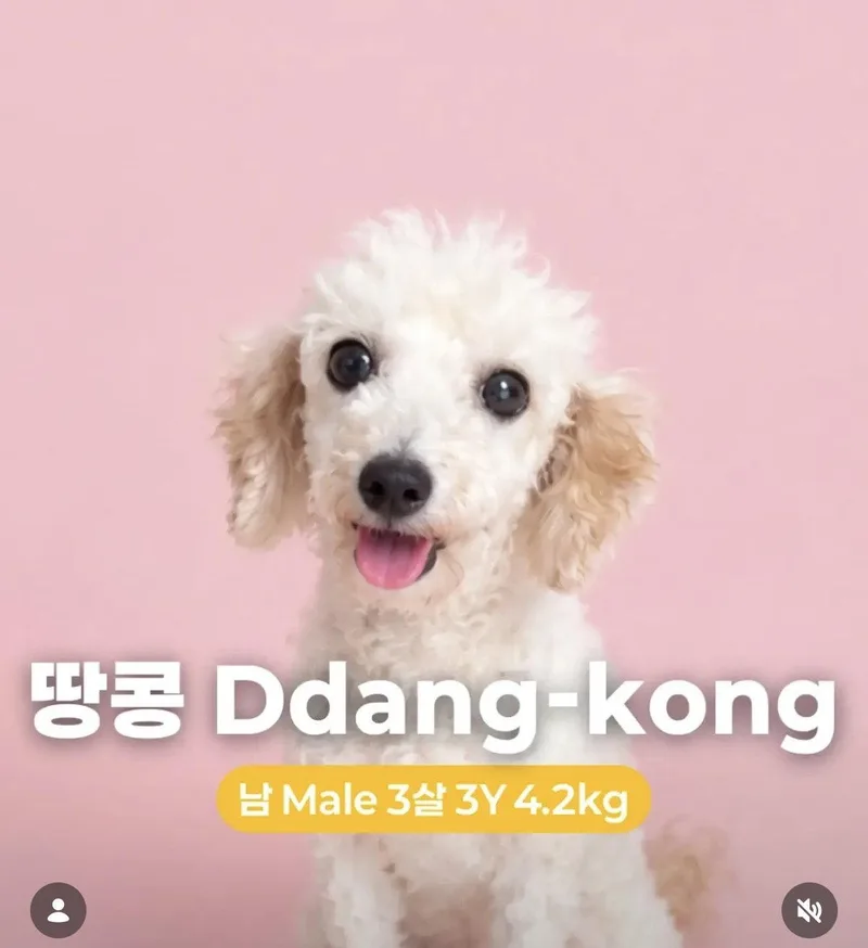 DdangKong thumbnail 2