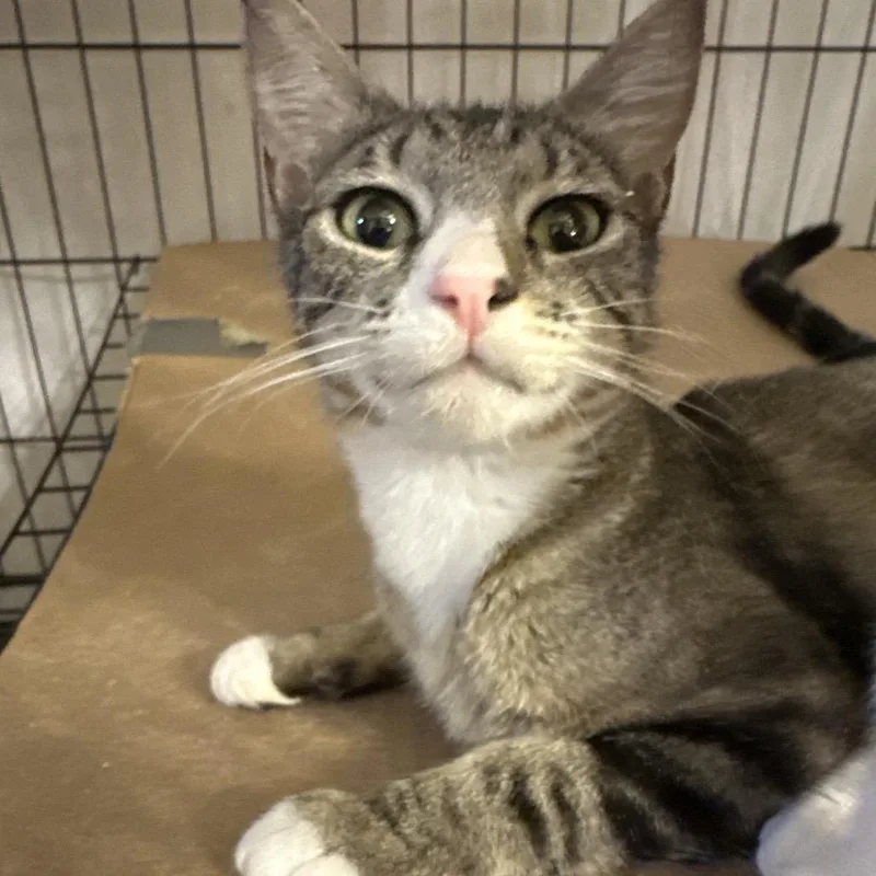 A young medium-sized female Gray / Blue / Silver Domestic Short Hair cat named Page for adoption in Grantsville, UT
